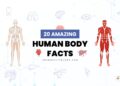 Human Body Facts