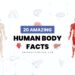 Human Body Facts